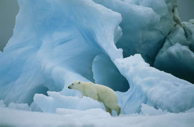 Polar bear Greenland