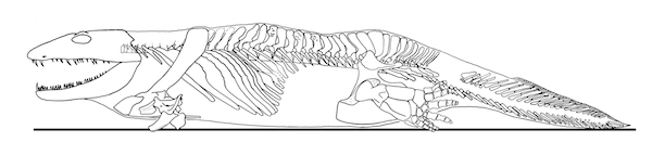ichthyostega.png
