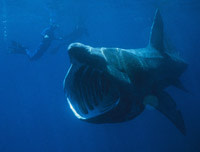 Basking-Shark.jpg