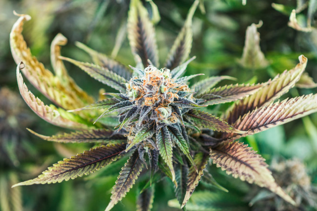 20 Things You Didn't Know About ... Marijuana | Discover Magazine