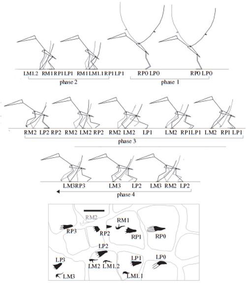 pterosaur walking