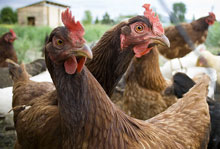 chickens.jpg