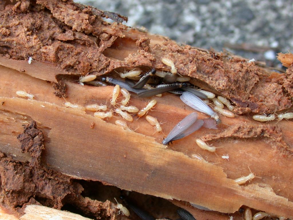 queen termite laying eggs