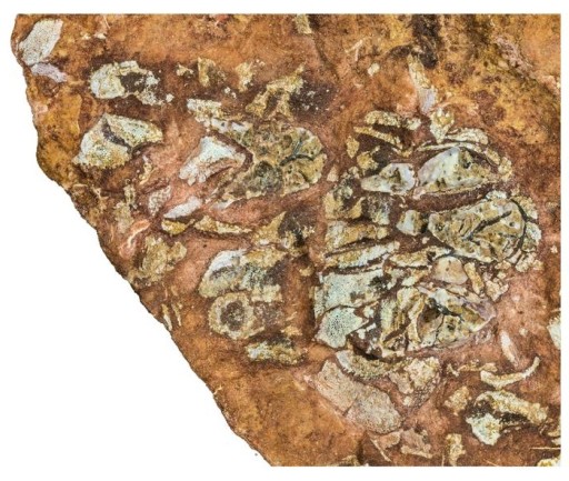 Eriptychius americanus fossil, neurocranium