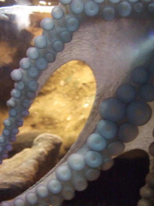 Octopus.jpg