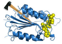 Caspase-3.jpg