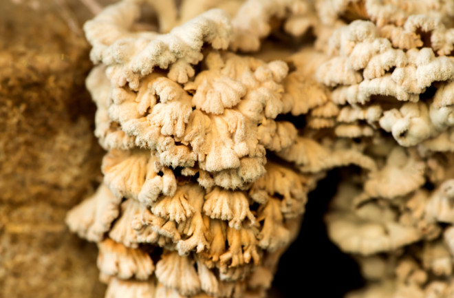 Every Schizophyllum commune you see is likely a new gender. (Credit: wasanajai/Shutterstock)