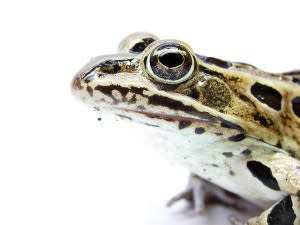 Frogs use their eyes to push food down while swallowing.