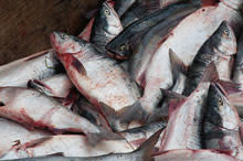 fishing-industry.jpg