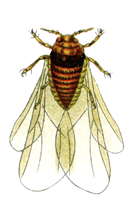 phylloxera.jpg