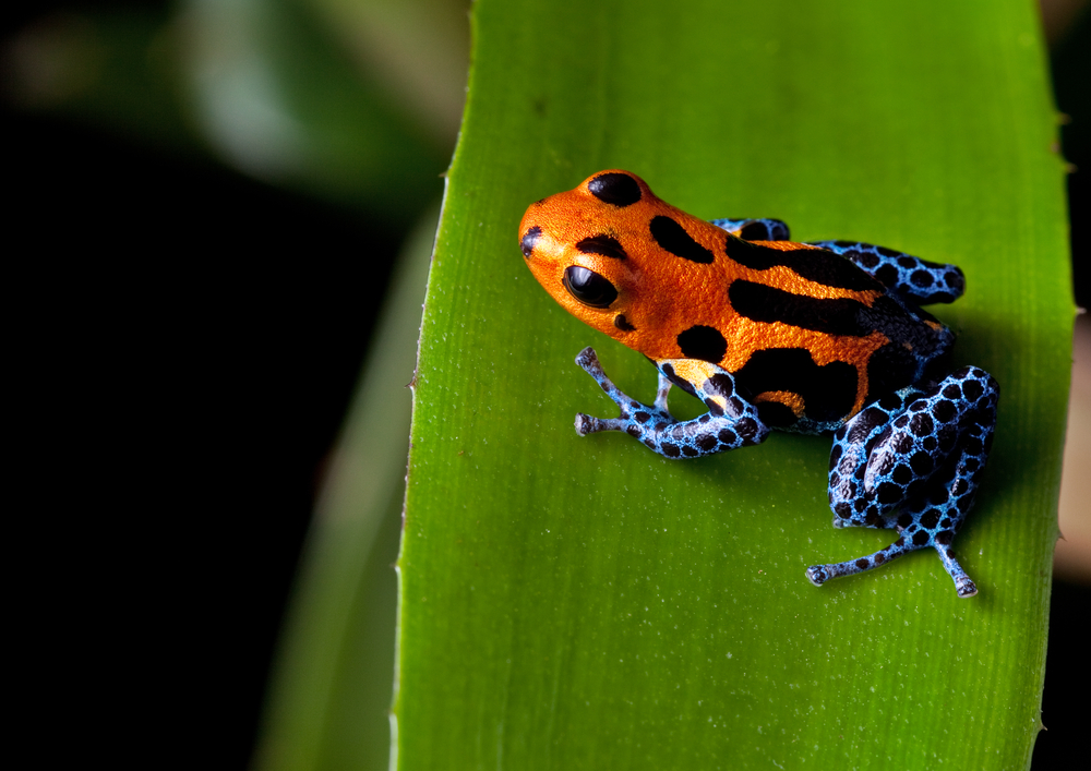 Check out our Poison Dart Frogs at Australia Zoo