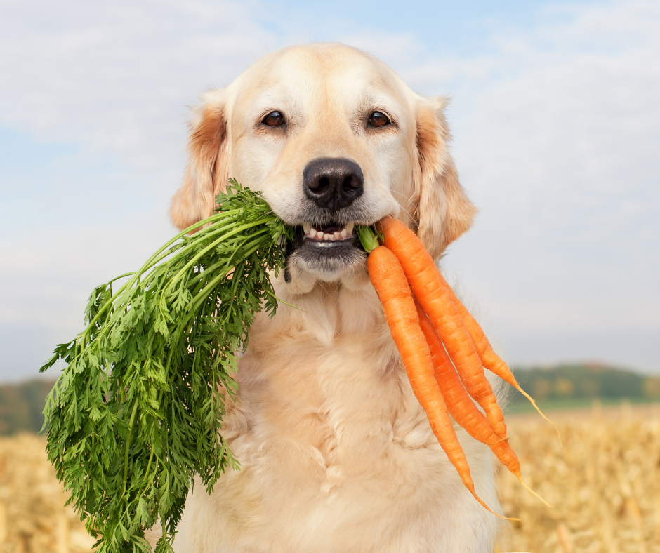 20 Best Diet Dog Foods in 2022