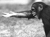 chimp-reaching.jpg