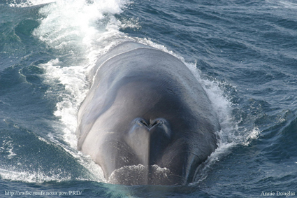 The Weakened Ozone Layer Is Giving Whales Deep Sunburns | Discover Magazine