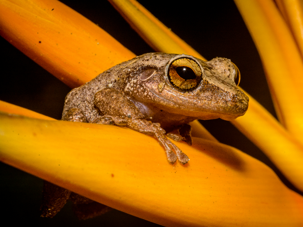 Meet 10 of the World's Most Adorable Frogs