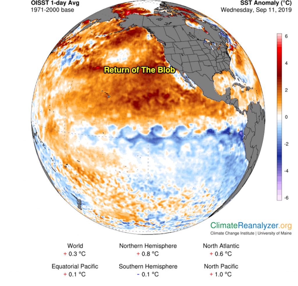 The Dreaded 'Blob' May be Back in the Pacific Ocean | Discover Magazine