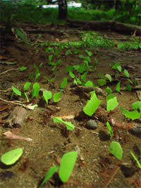 Leafcutter-ants.jpg