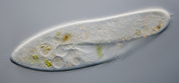 paramecium.jpg