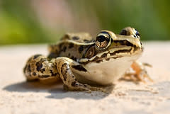 leopardfrog.jpg