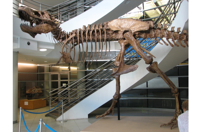 T. rex UC Berkeley