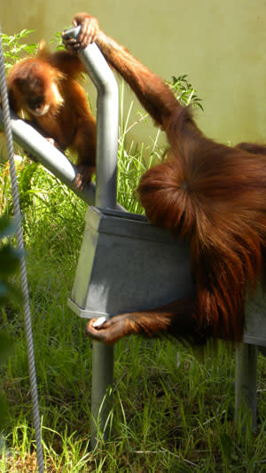 Orangutan_tool_biscuitWIN.jpg