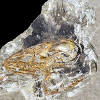 Anchiornis-head.jpg