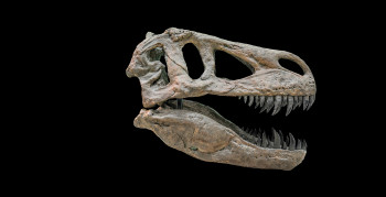 T. Rex Wasn't All Brawn. It Had a Brain Comparable to a Primate