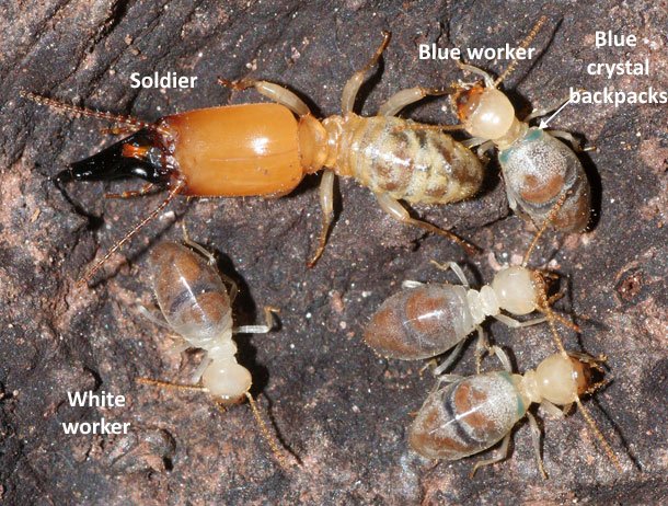 Suicide_backpack_termites.jpg