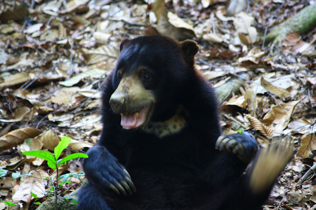 It's Not Just Humans: Sun Bears Also Communicate by Mimicking Facial ...