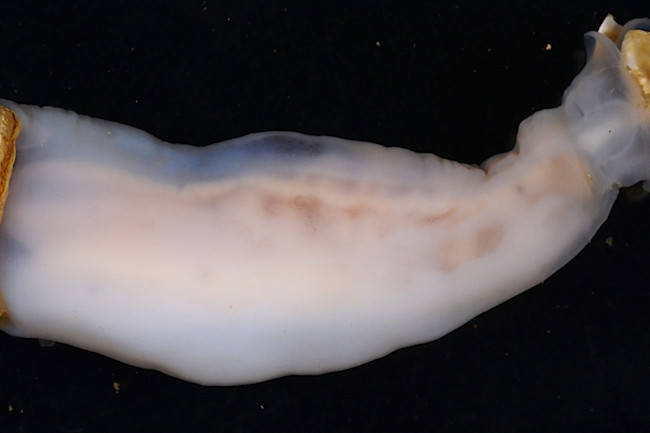 Shipworm
