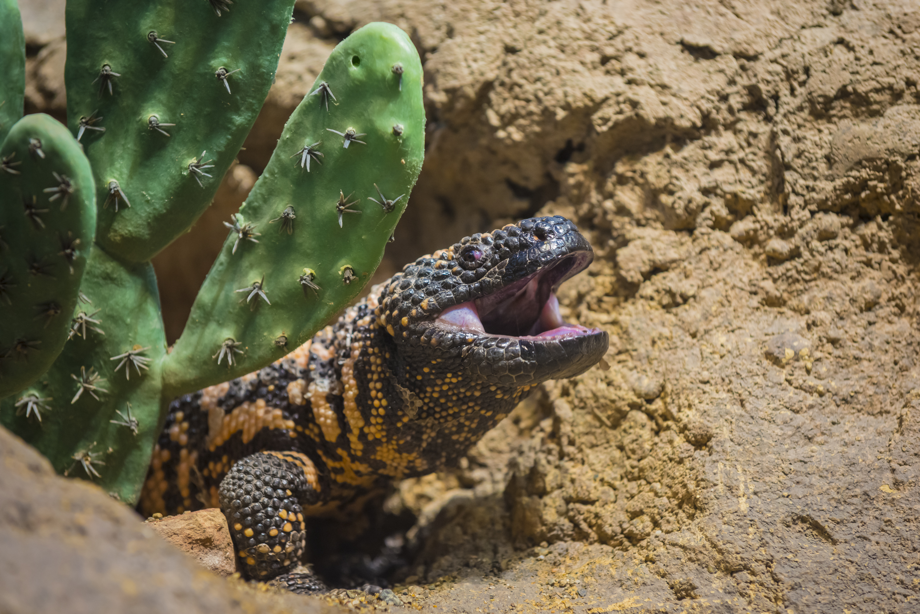 The Venomous Gila Monster Isn’t As Scary As You Might Think 