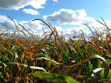 Corn1.jpg