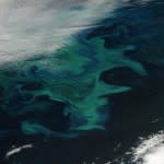Iceland-Algae-bloom-150x150.jpeg
