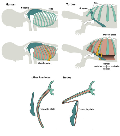 Humanturtlefolding.jpg