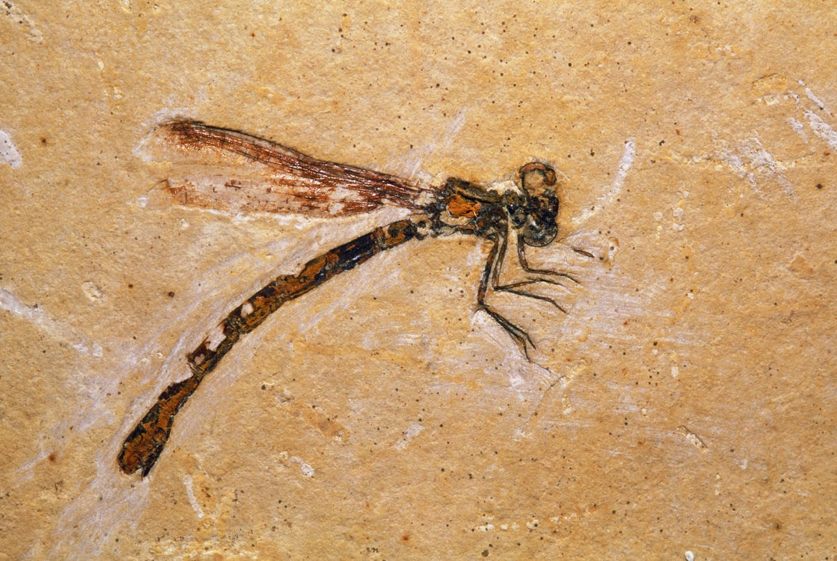 DSC-FL0719 03 dragonfly fossil