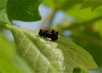 Leaf_beetle-case.jpg
