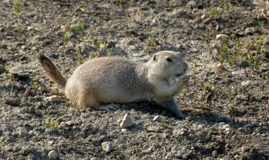 mammalprairiedog11-300x179.jpg