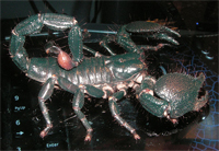 Scorpion.jpg