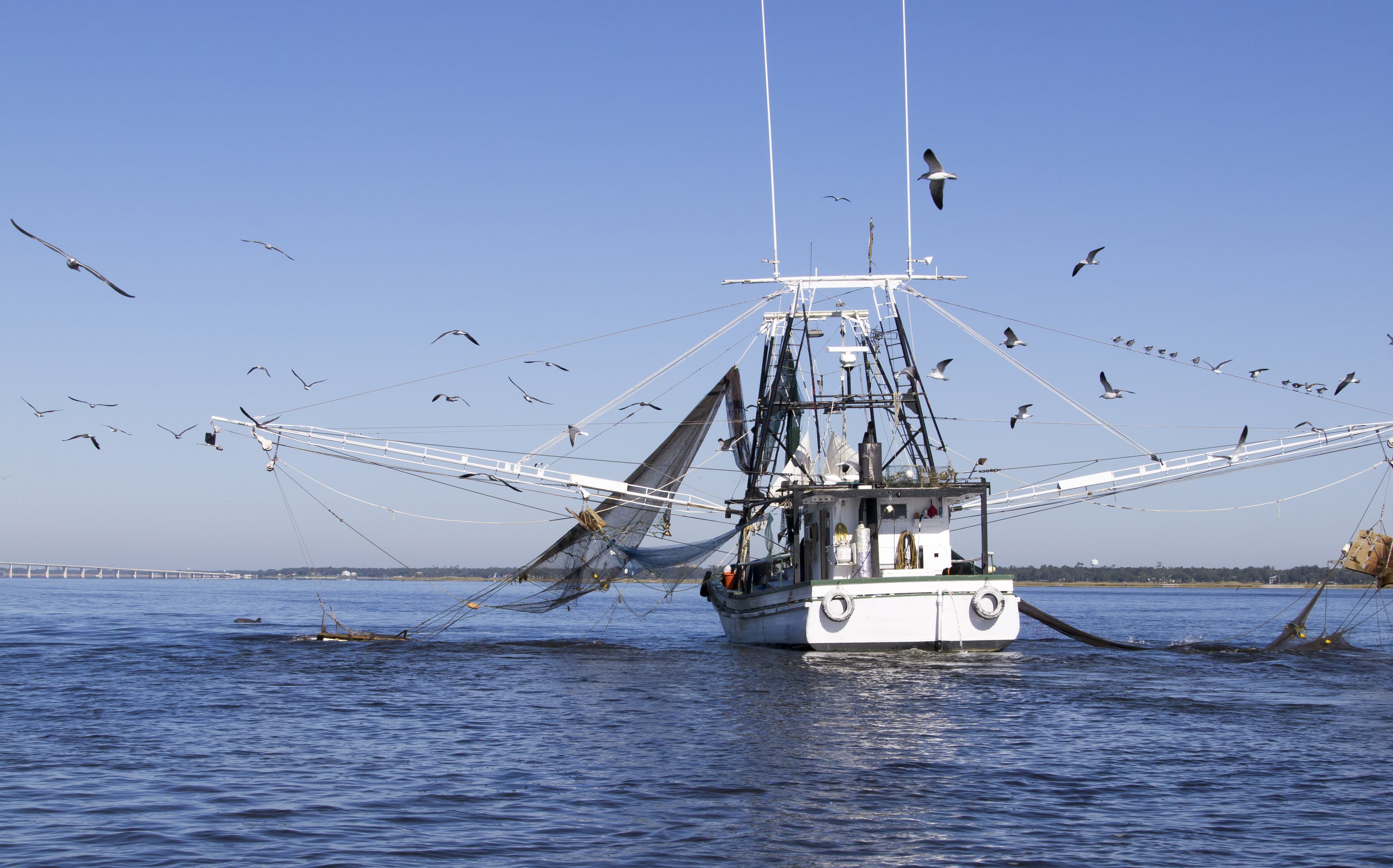 Supertrawlers or static nets – what is killing all the dolphins