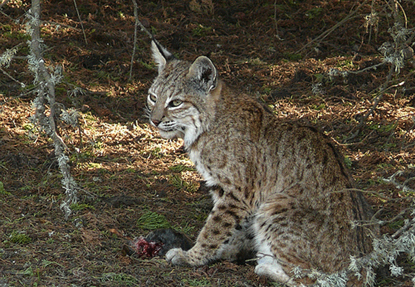 bobcat1.gif