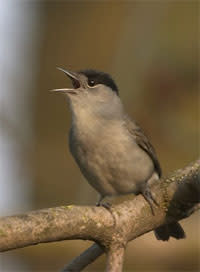 Blackcap.jpg