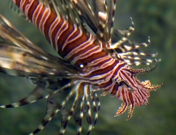 Lionfish_portrait.jpg