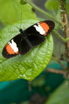 heliconius%20intro.jpg
