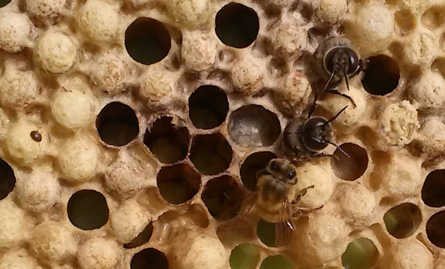 A nurse bee attends to drones (male bees) hatching out of their cell...but at far left, a reddish, oval Varroa mite indicates the destr