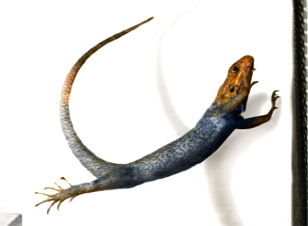 Air_agama.jpg