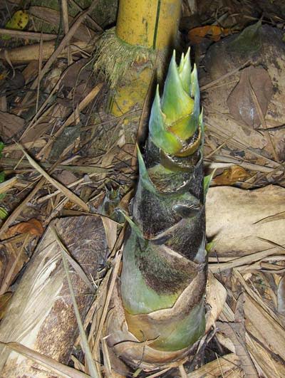 bambooShoot.jpg