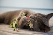 Why Your Kitty Gets High On Catnip Discover Magazine