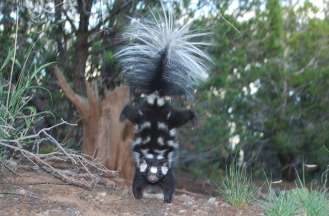 OrganismPhotograph2_SpottedSkunk.jpg