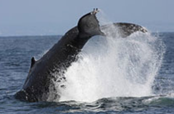 Humpback Whale - Flickr