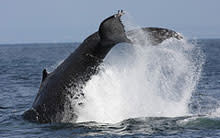 Humpback Whale - Flickr